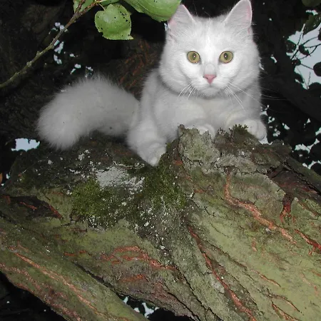 Asinus 32 Bed & Breakfast Viozan