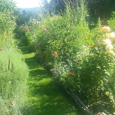 Bed & Breakfast Asinus 32 3*