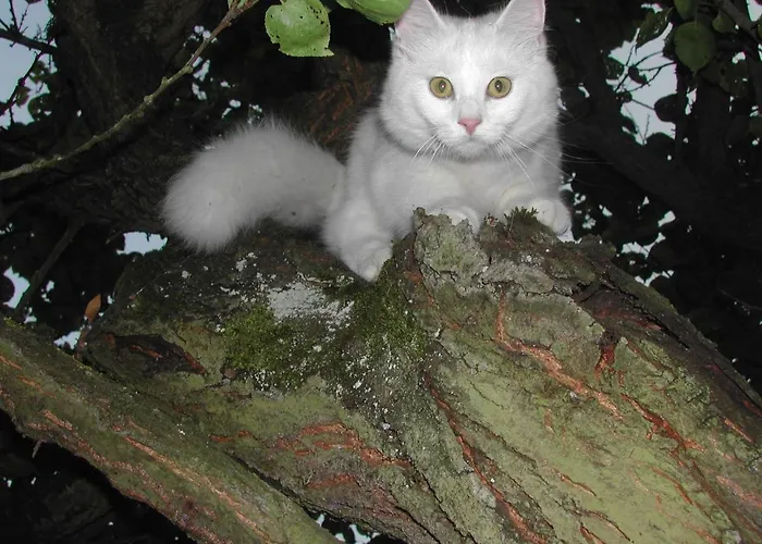 Asinus 32 Nocleg ze śniadaniem Viozan