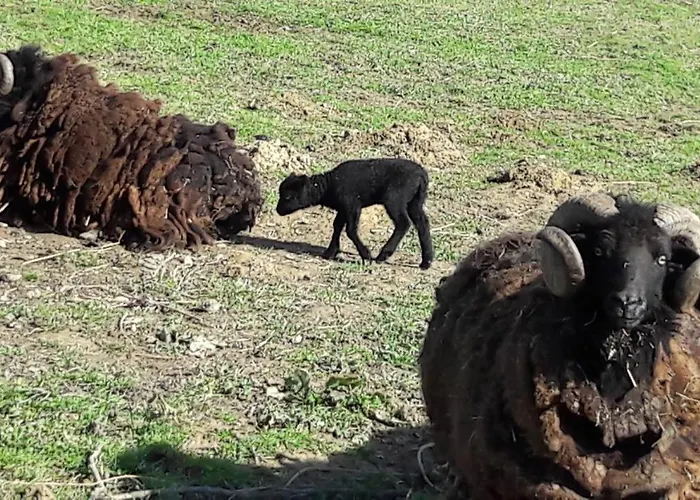 Nocleg ze śniadaniem Asinus 32 3*