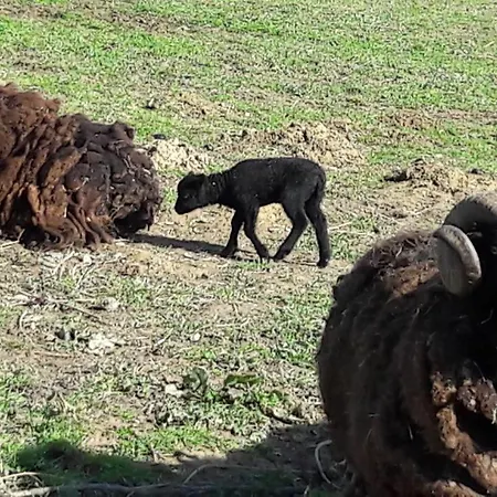 Couette-café Asinus 32 3*