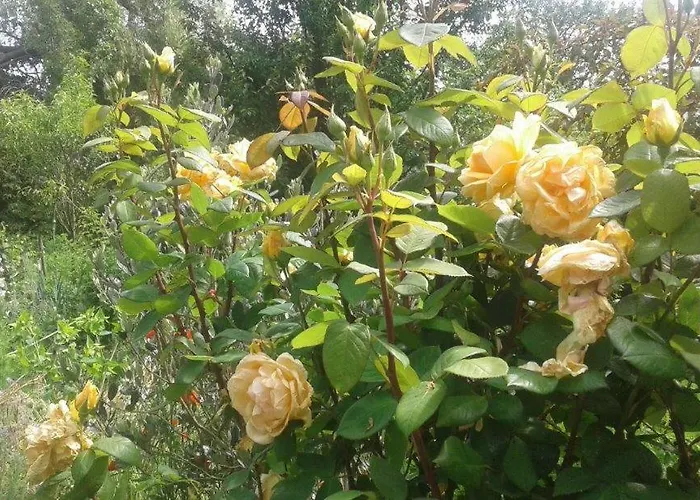 ベッド・アンド・ブレックファスト Asinus 32