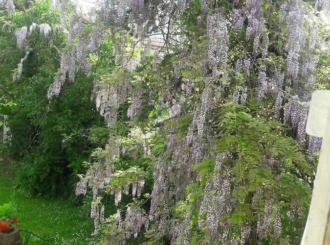 ベッド・アンド・ブレックファスト Asinus 32 Viozan